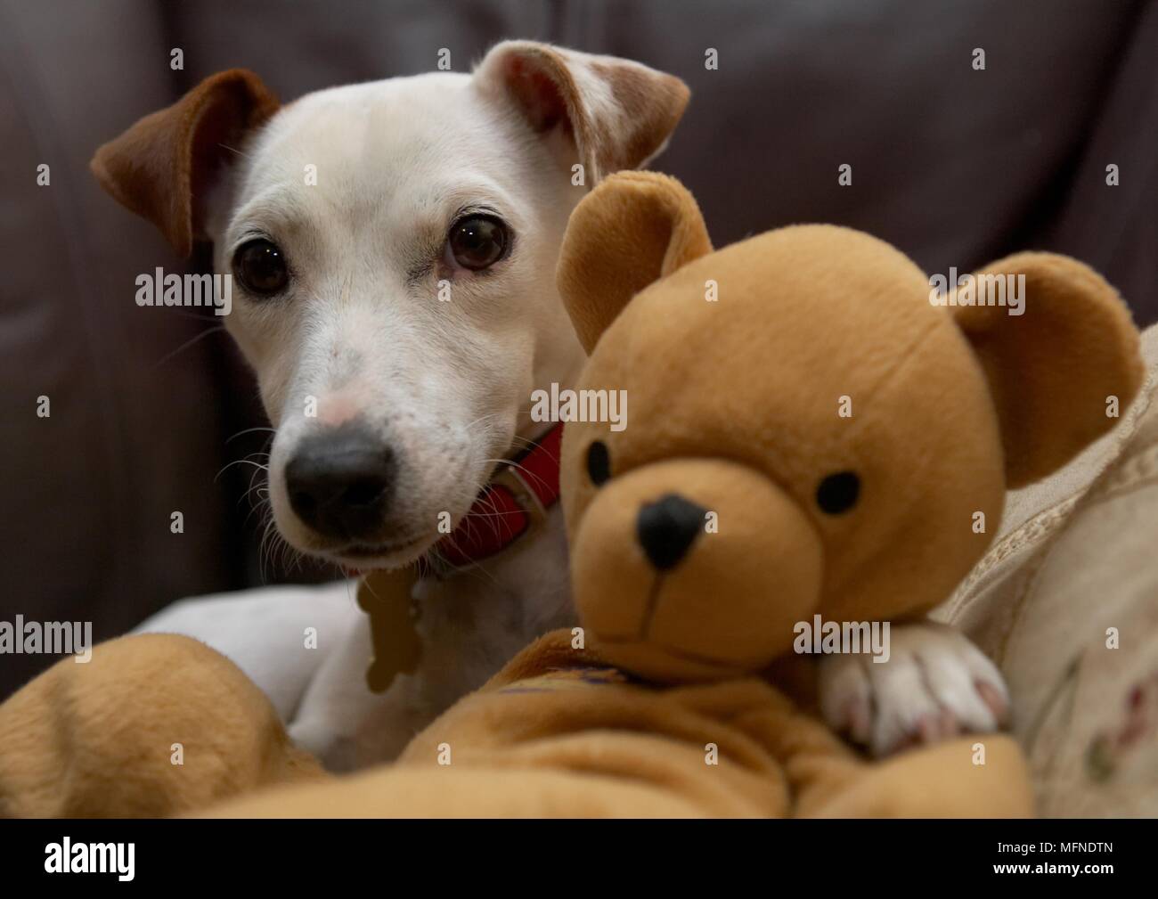 Un Jack Russel chien et son ours en peluche posé sur la table. Date :  05.10.2005 Ref : B49 0002 092437 CRÉDIT OBLIGATOIRE : Mark Fairhurst / UPPA  / Photos Photo Stock - Alamy