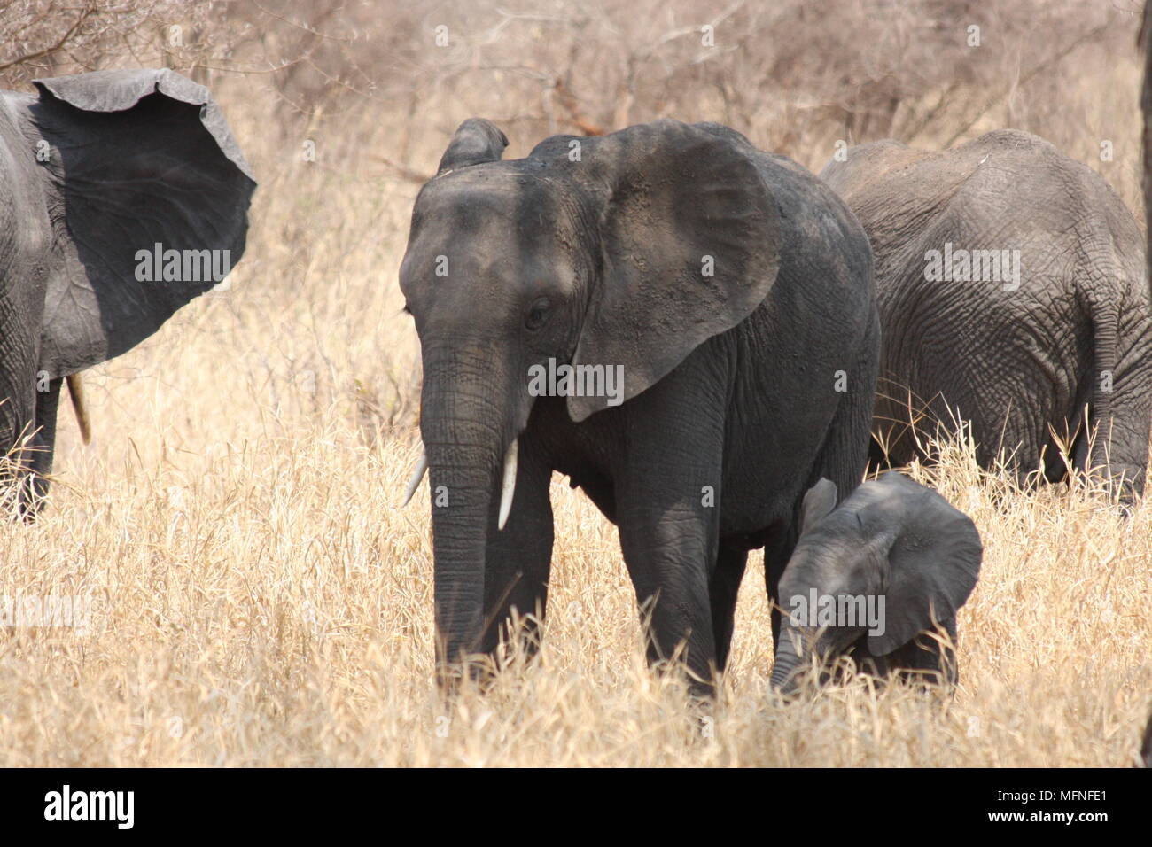 Troupeau d'éléphants avec un bébé baleineau. Banque D'Images