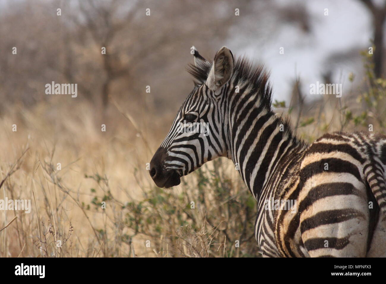 Belle affiche zebra stripes tout en regardant pour les prédateurs. Banque D'Images