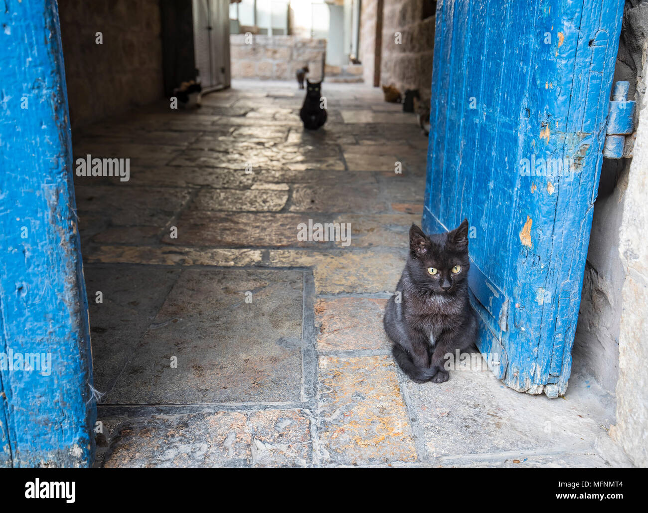 Un chat de gouttière noir dans la porte bleue d'une Jérusalem, Israël, alley. Quelques alley cats peut être vu dans l'arrière-plan. Banque D'Images