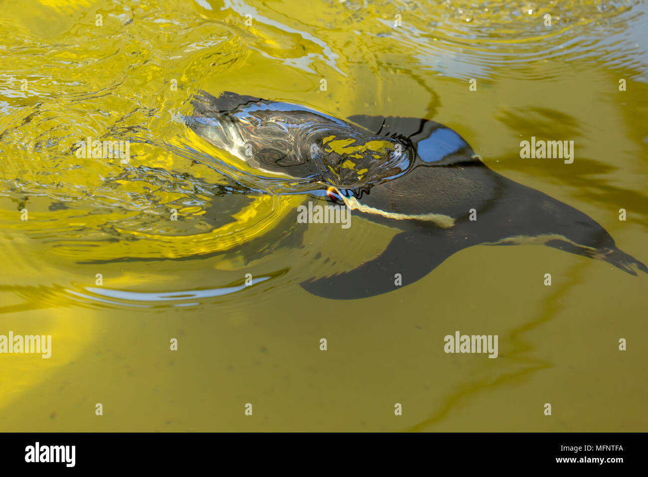 Une seule photographie en couleur de l'Humboldt Penguin glisse sous l'eau à Wingham Wildlife park. Photo prise d'en haut. Banque D'Images