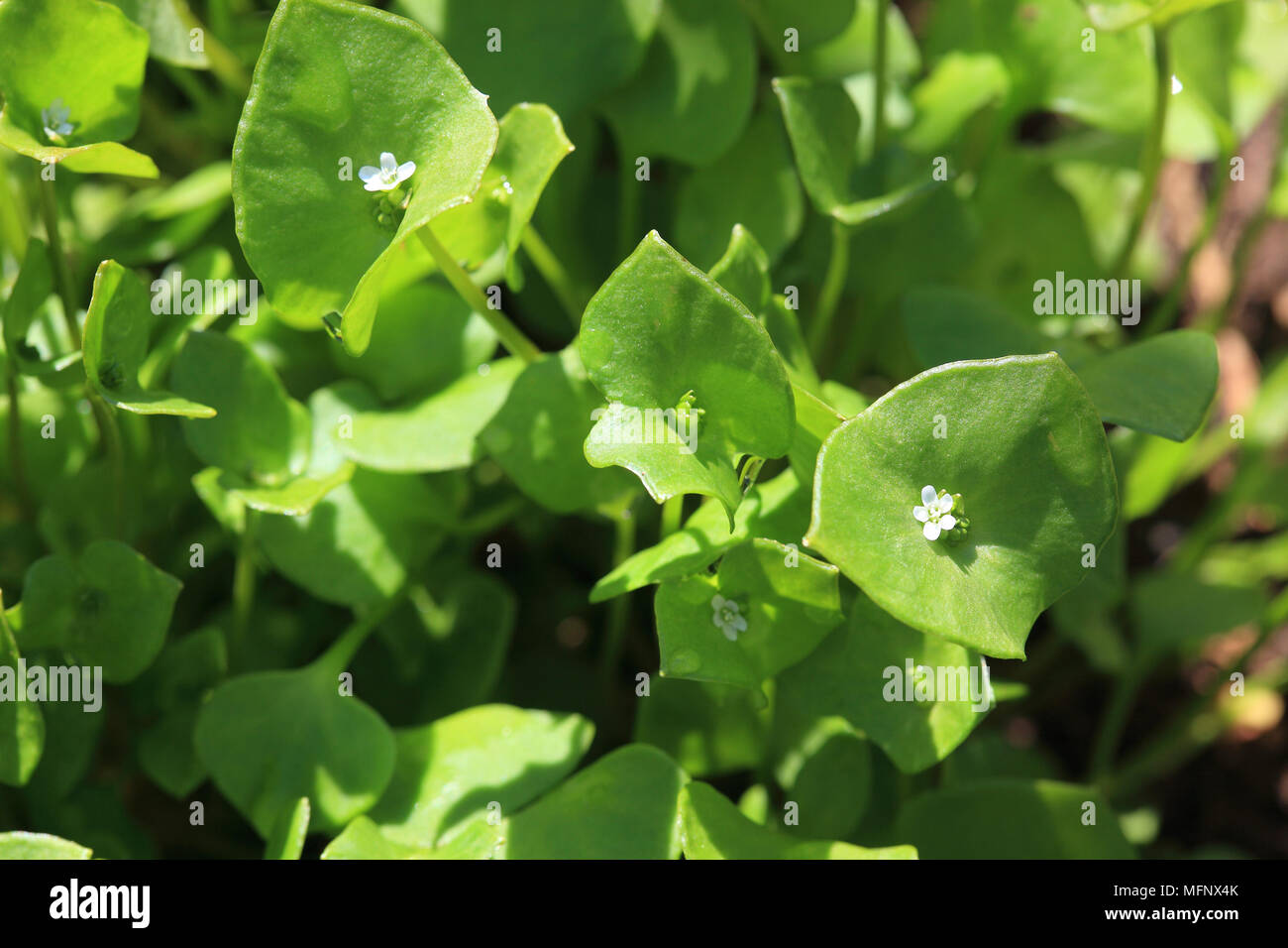 Portulaca oleracea, pourpier commun, également verdolaga, racine rouge, ou pursley, utilisés comme légumes, salade et d'herbes Banque D'Images