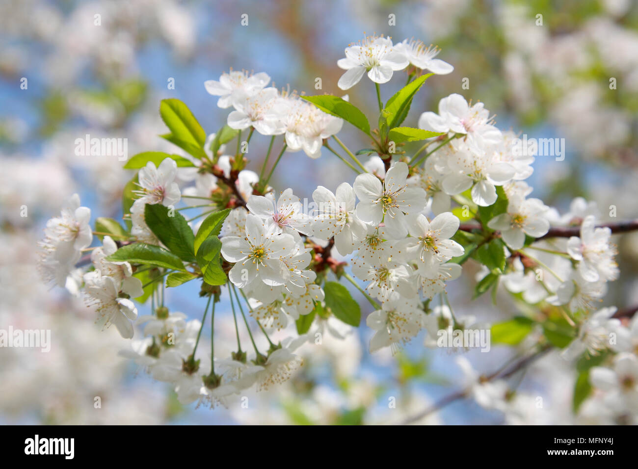 Branche de fleurs de cerisier close-up Banque D'Images