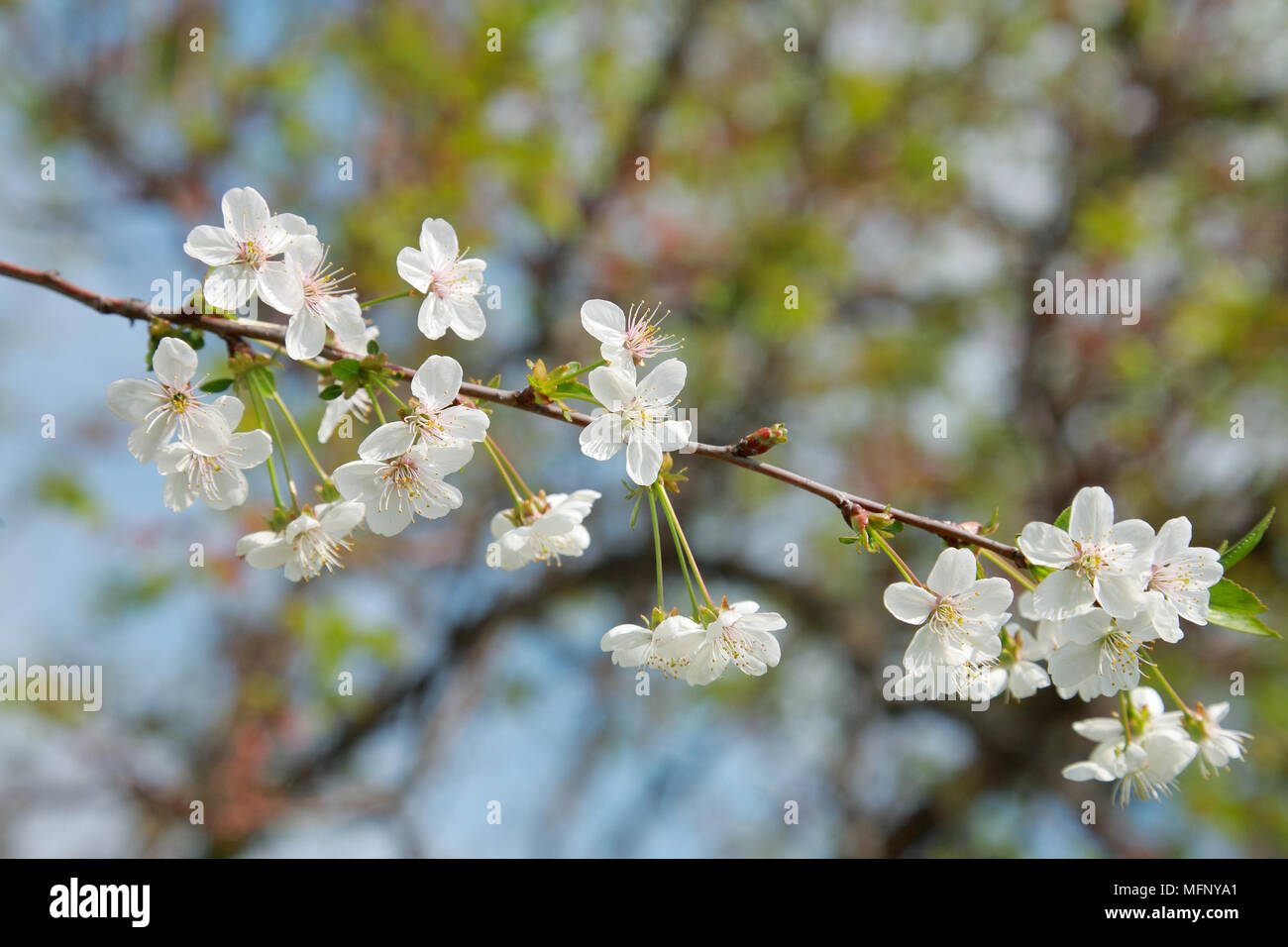 Branche de fleurs de cerisier close-up Banque D'Images