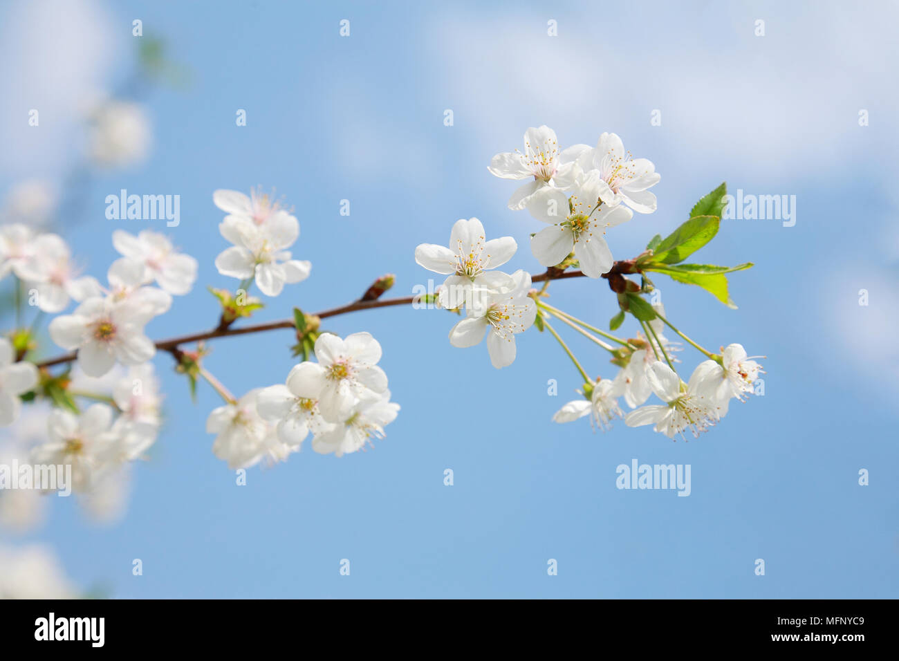 Flowering cherry contre le ciel bleu Banque D'Images