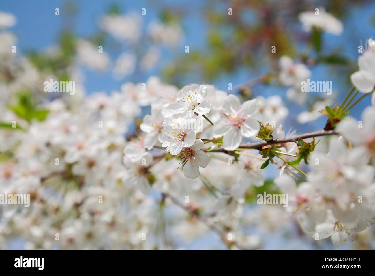 Flowering cherry contre le ciel bleu Banque D'Images