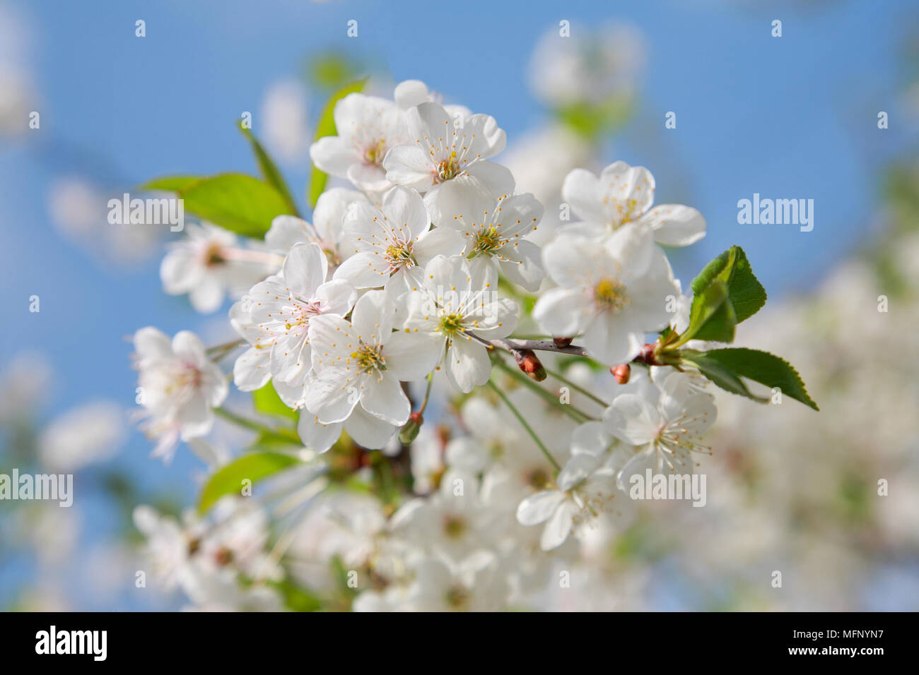 Flowering cherry contre le ciel bleu Banque D'Images