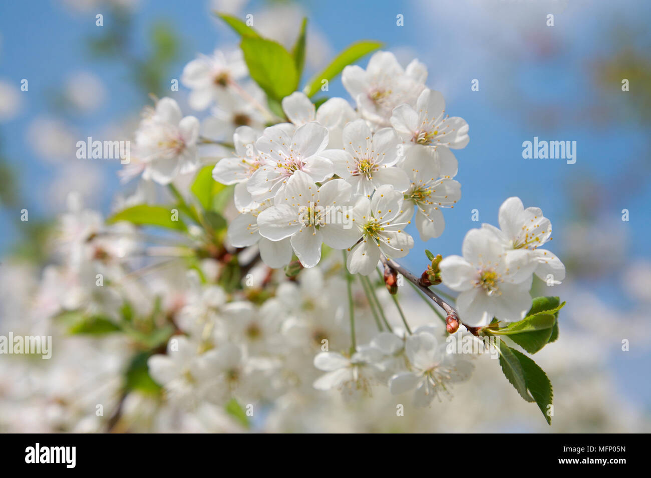 Flowering cherry contre le ciel bleu Banque D'Images
