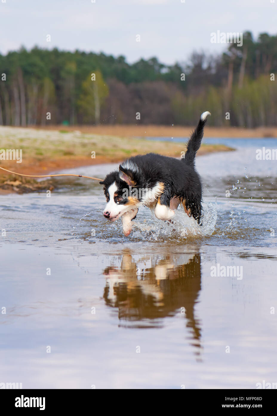 Chiot berger australien Banque D'Images