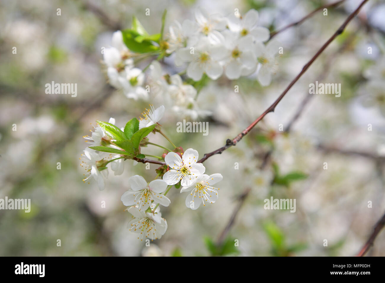 Branches de fleurs de cerisier close-up Banque D'Images