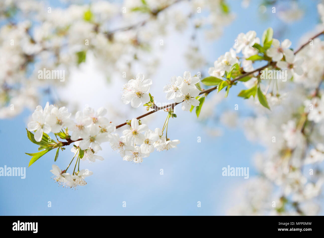Flowering cherry contre le ciel bleu Banque D'Images