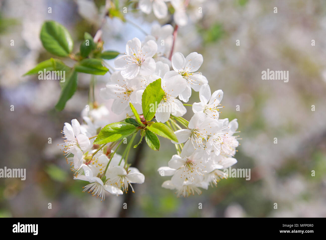 Branches de fleurs de cerisier close-up Banque D'Images