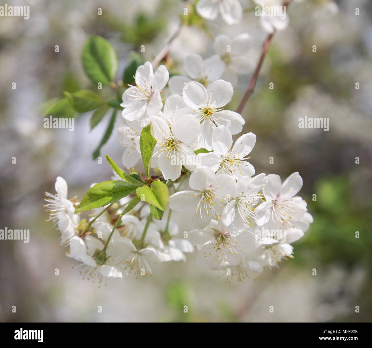 Branches de fleurs de cerisier close-up Banque D'Images