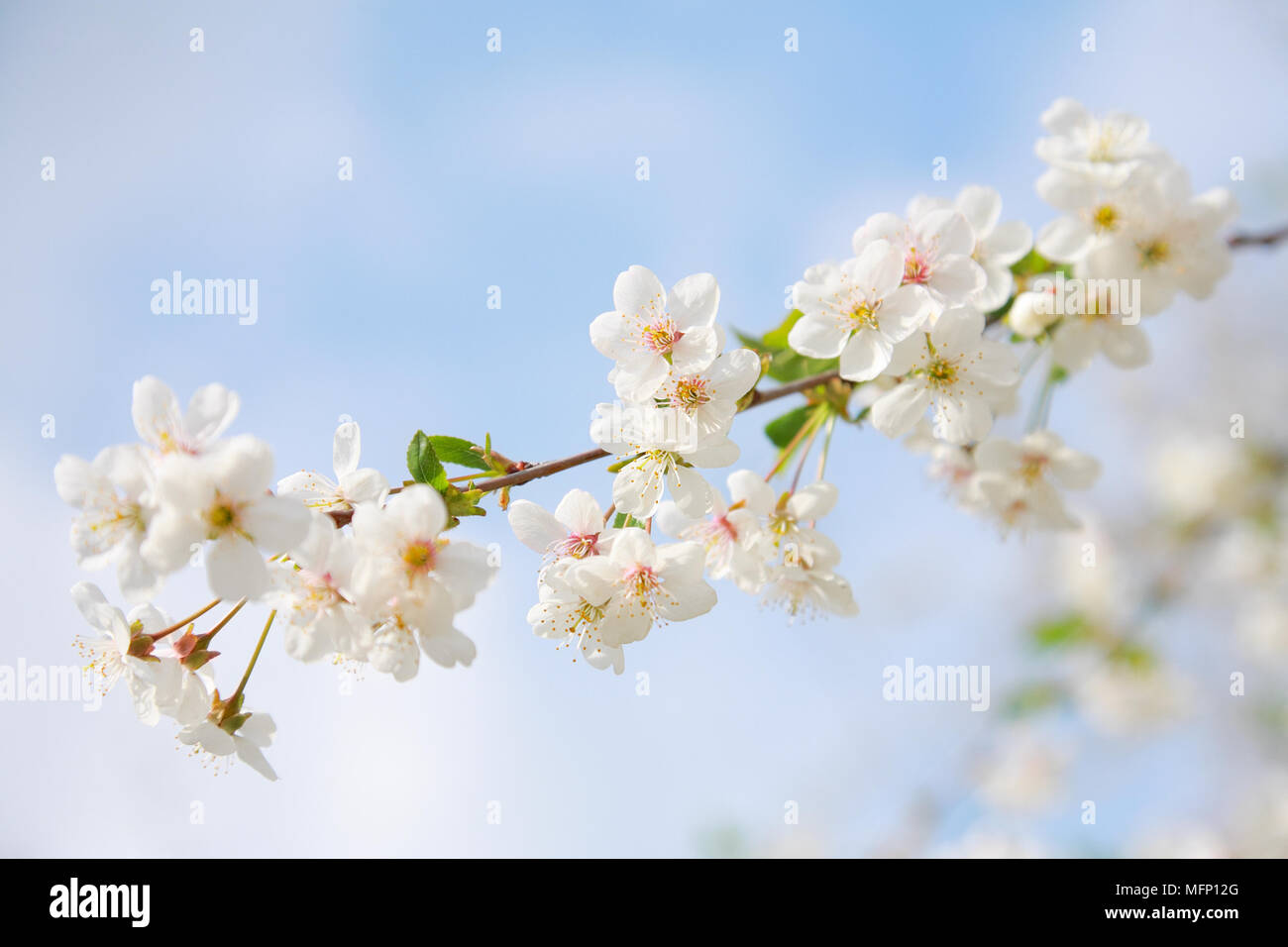Flowering cherry contre le ciel bleu Banque D'Images