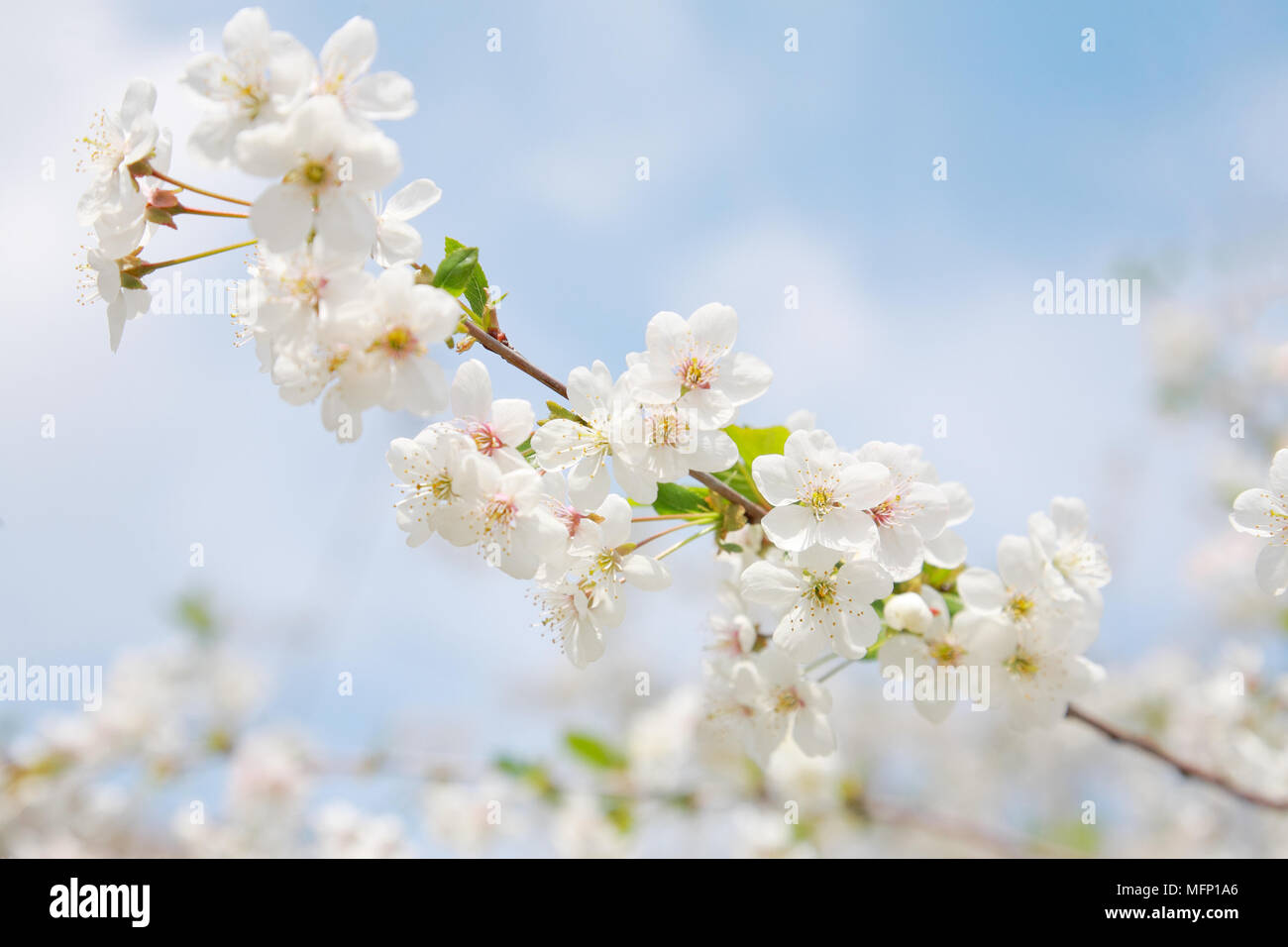Flowering cherry contre le ciel bleu Banque D'Images