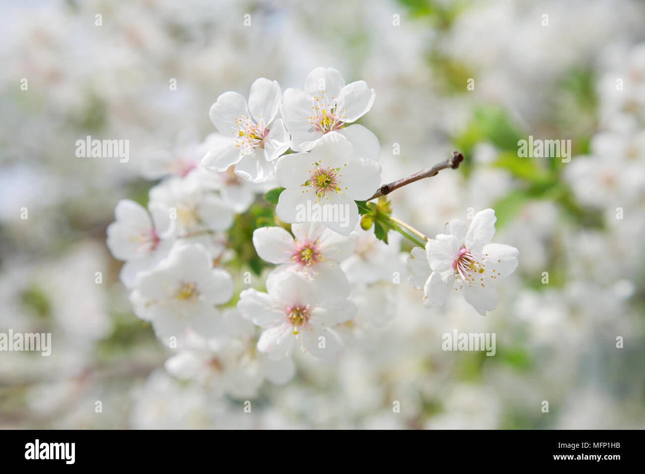 Branches de fleurs de cerisier close-up Banque D'Images