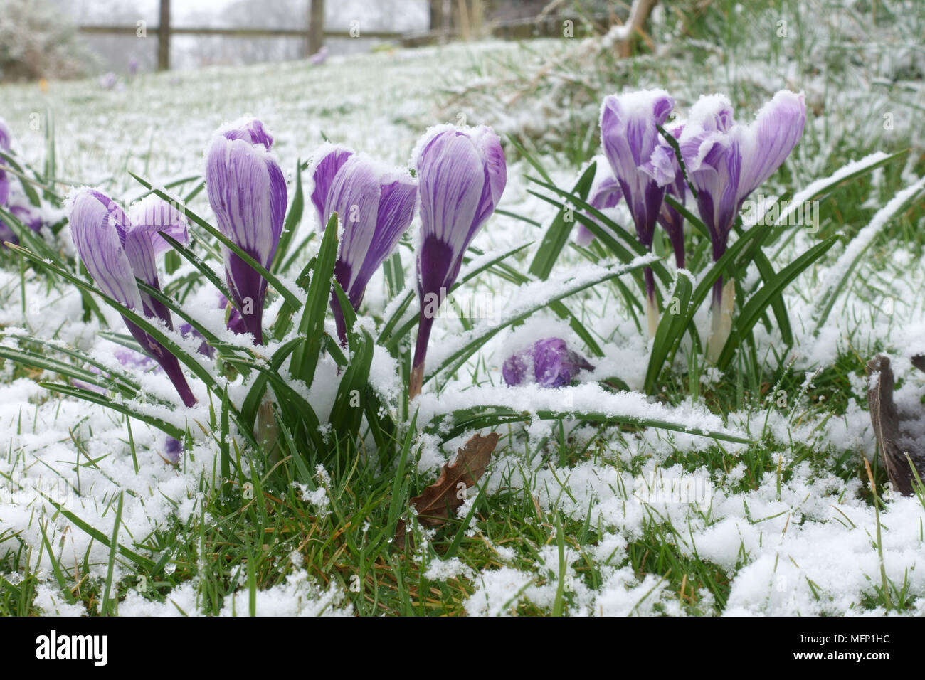 La neige légère poussière sur la floraison de grandes fleurs blanc et violet crocus 'Pickwick' en hiver, Berkshire, Mars Banque D'Images