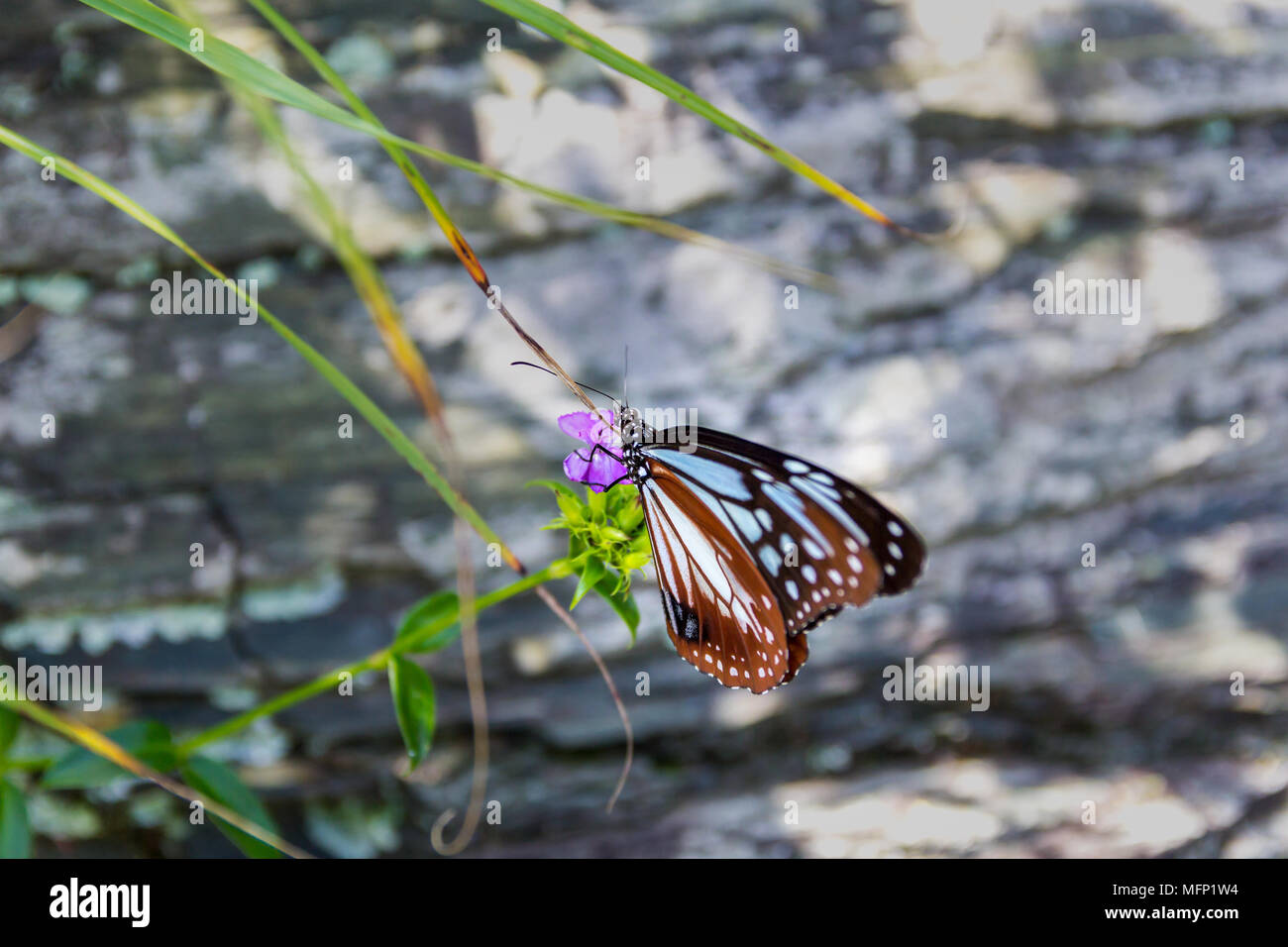 Tigre marron (Sita) Parantica papillon sur une fleur ; Sadamisaki Péninsule, préfecture d'Ehime, au Japon Banque D'Images