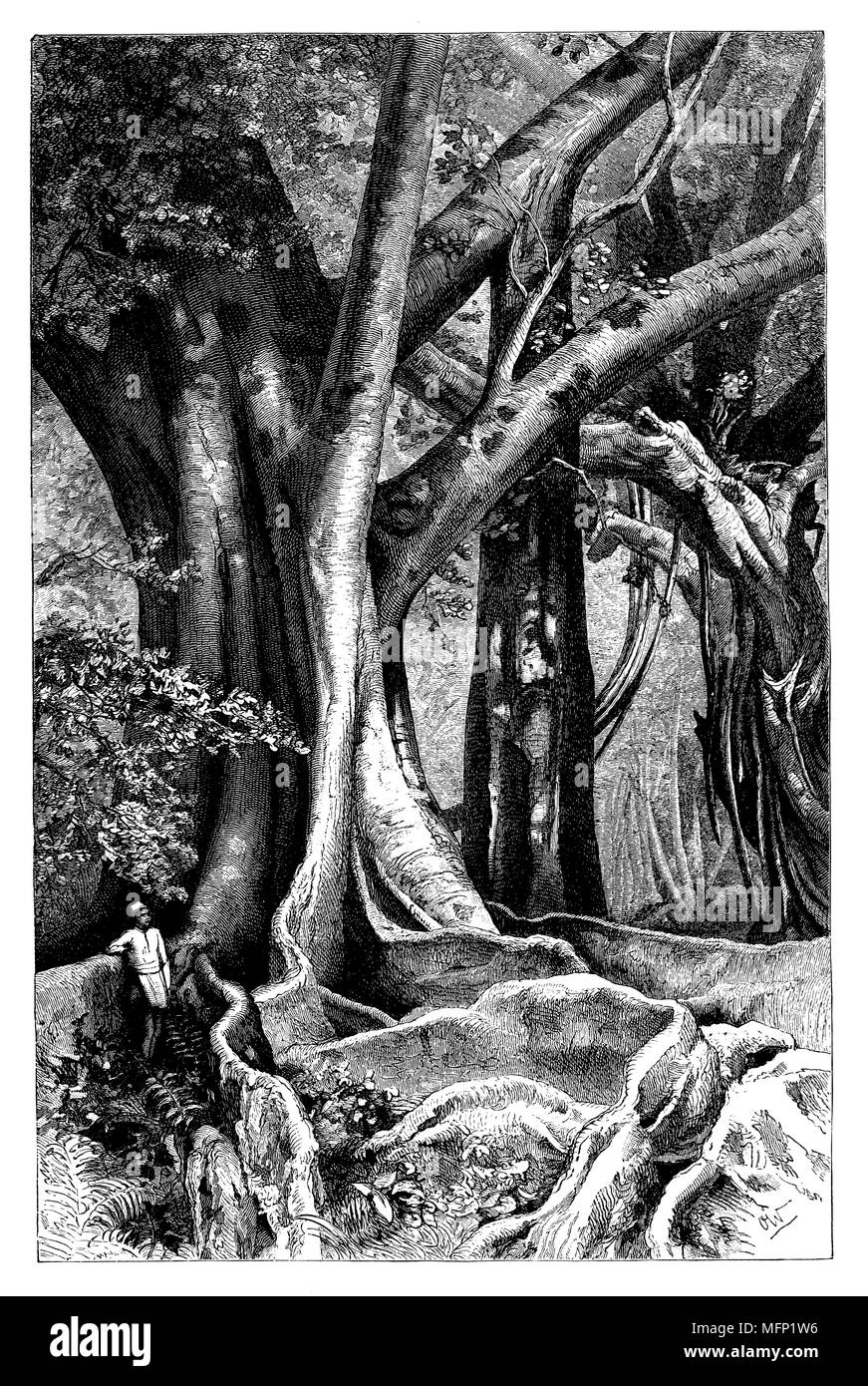 Ficus elastica, le figuier élastique de caoutchouc, caoutchouc, arbre, usine de caoutchouc, caoutchouc ou Indien indien, Bush et arbre à caoutchouc Ficus benghalensis, communément appelé le Banyan, Banyan fig et Indian banyan, Olof Winkler 1888 Banque D'Images