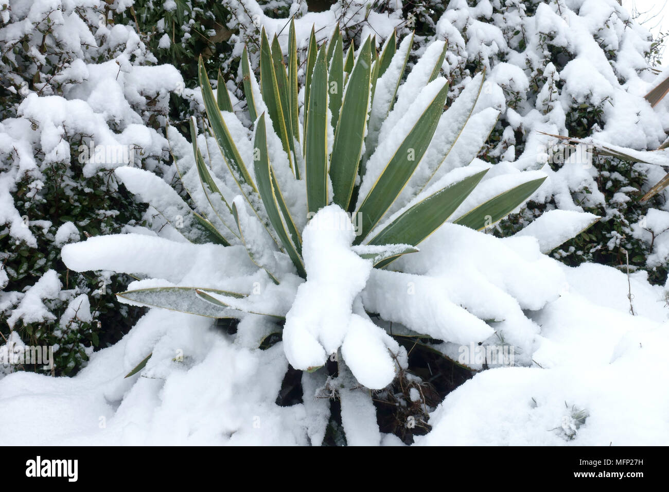 Neige fraîche couvrant sur les feuilles d'un yucca, Yucca Gloriosa, lors d'une froide journée d'hiver gris en Mars Banque D'Images