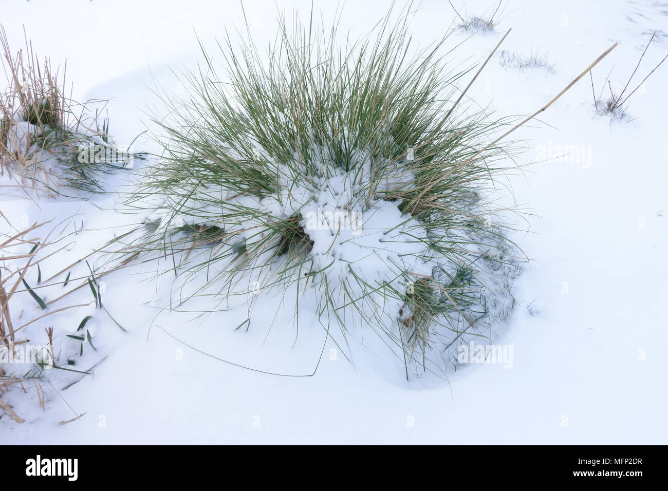 La neige fraîche couvrant sur l'avoine d'or ou de l'herbe, des plumes géant Stipa gigantea, lors d'une froide journée d'hiver gris en Mars Banque D'Images