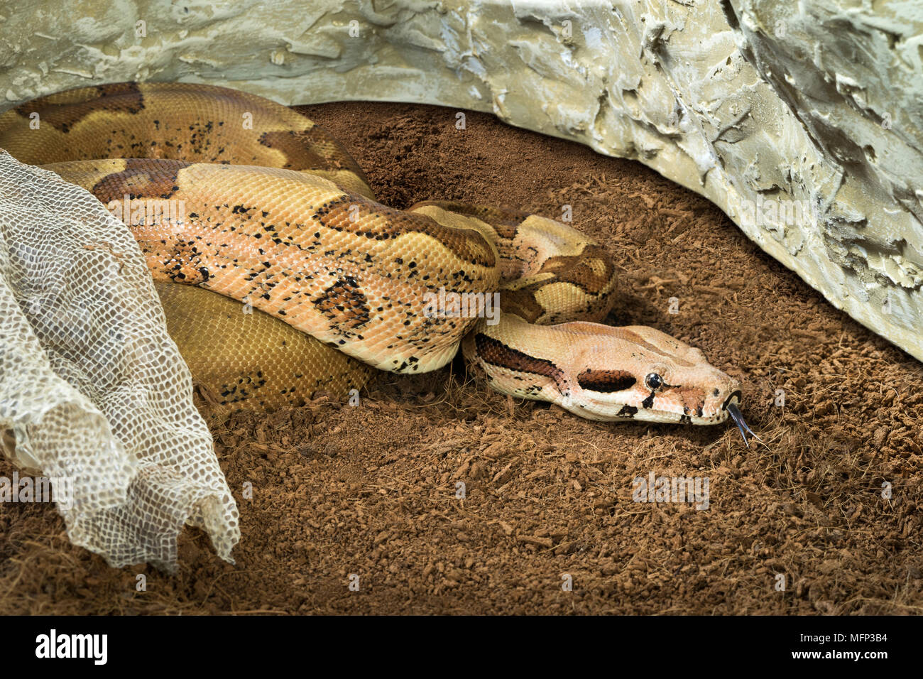 Boa constrictor imperator - formulaire de mutation Jungle Hypo. Albino - femmes. Serpent à côté de sa vieille peau Banque D'Images