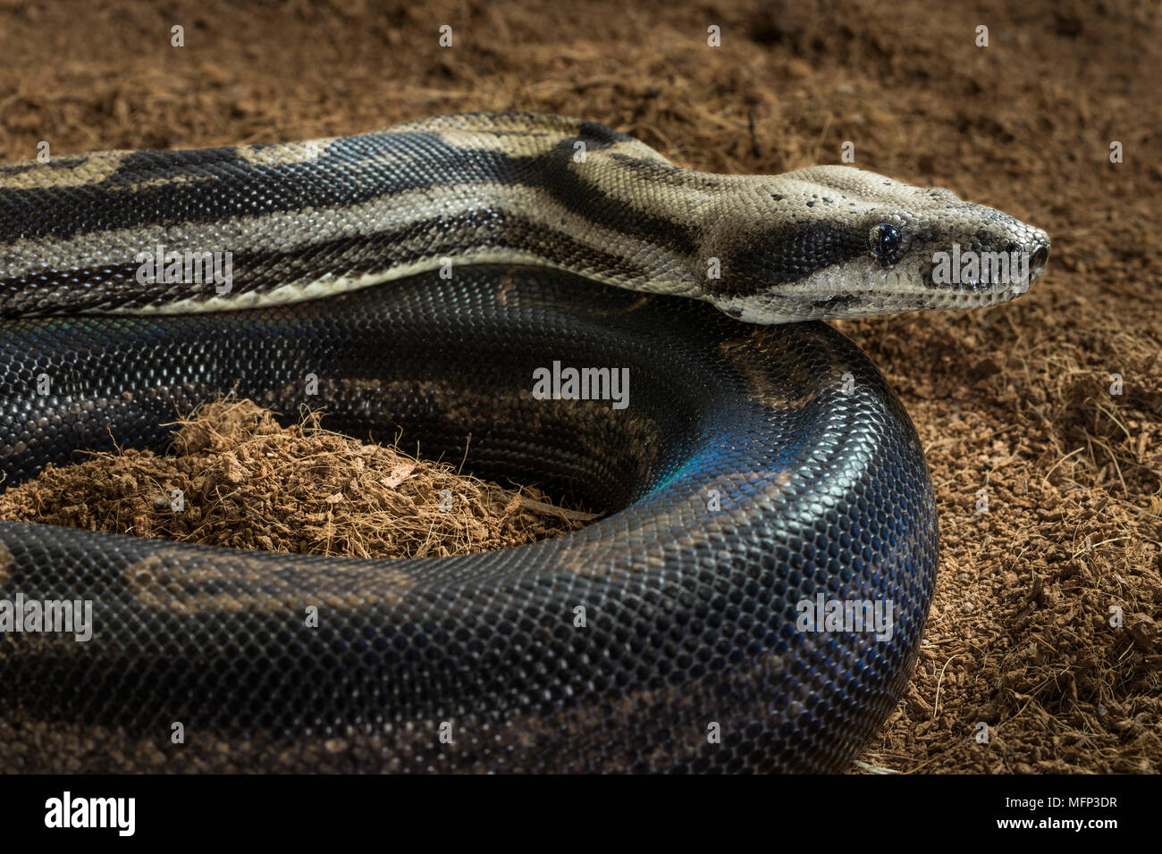 Boa constrictor imperator - formulaire de mutation - Snow Motley. Femme Banque D'Images