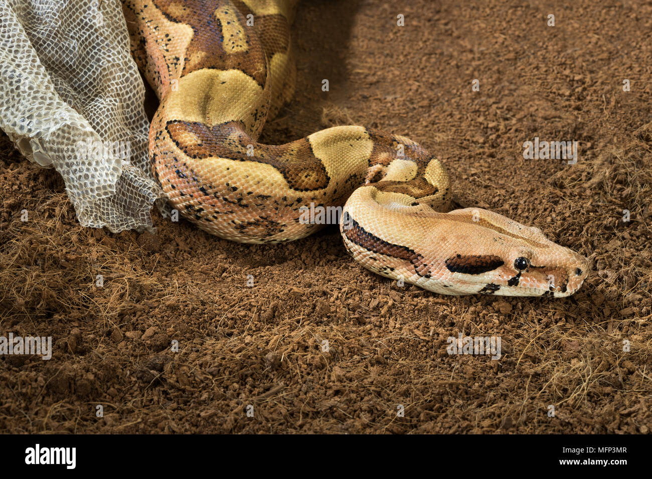 Boa Albinos Sur Le Fond Noir Photo stock - Image du herpétologie