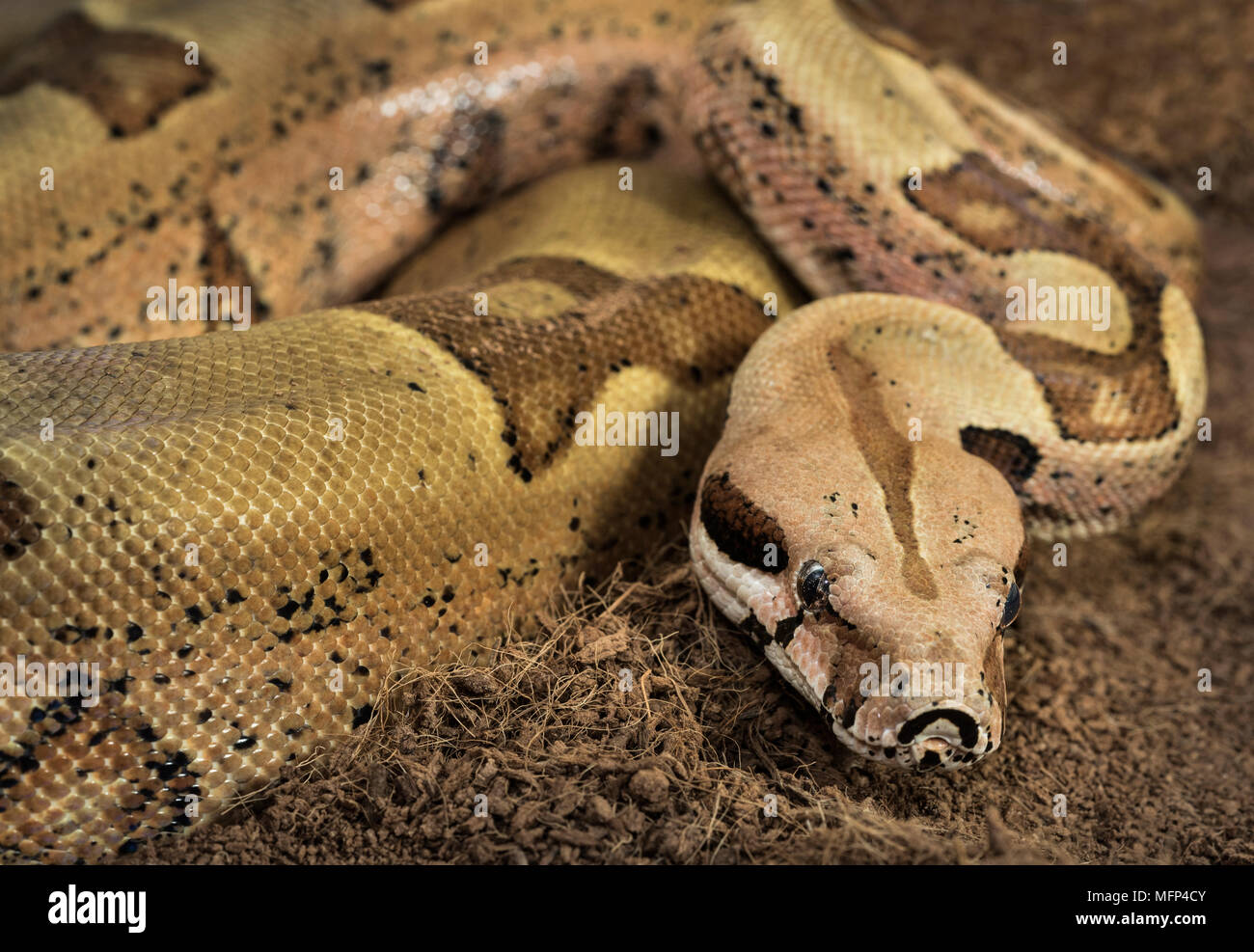 Close up of beau Boa constrictor imperator - formulaire de mutation Jungle Hypo. Albino - femelle Banque D'Images