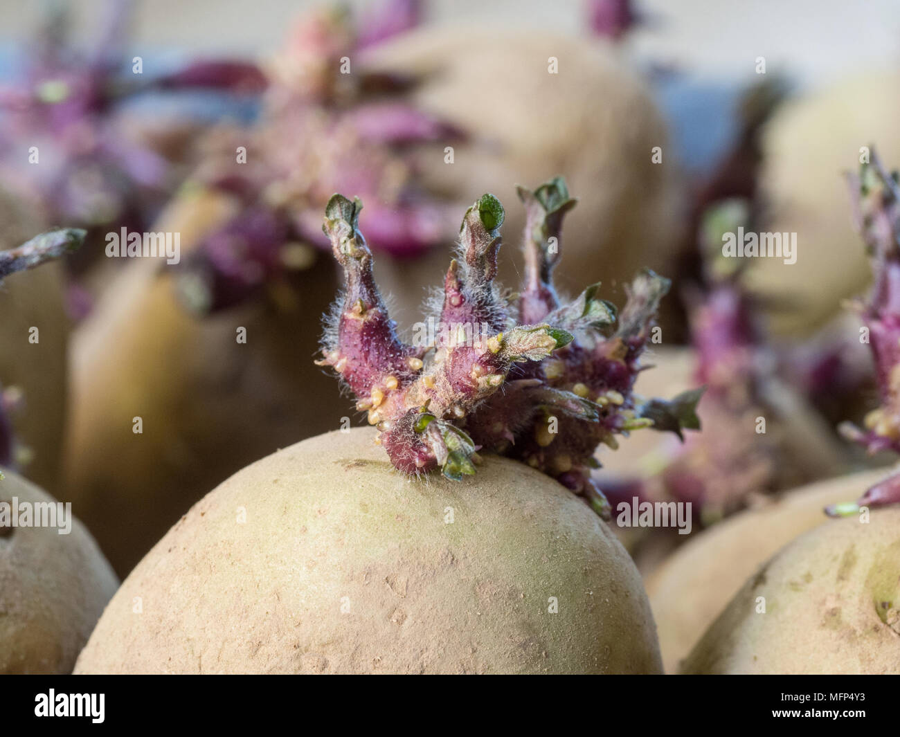 Close up of court de stocky prêt à planter des pousses de pommes de terre Banque D'Images