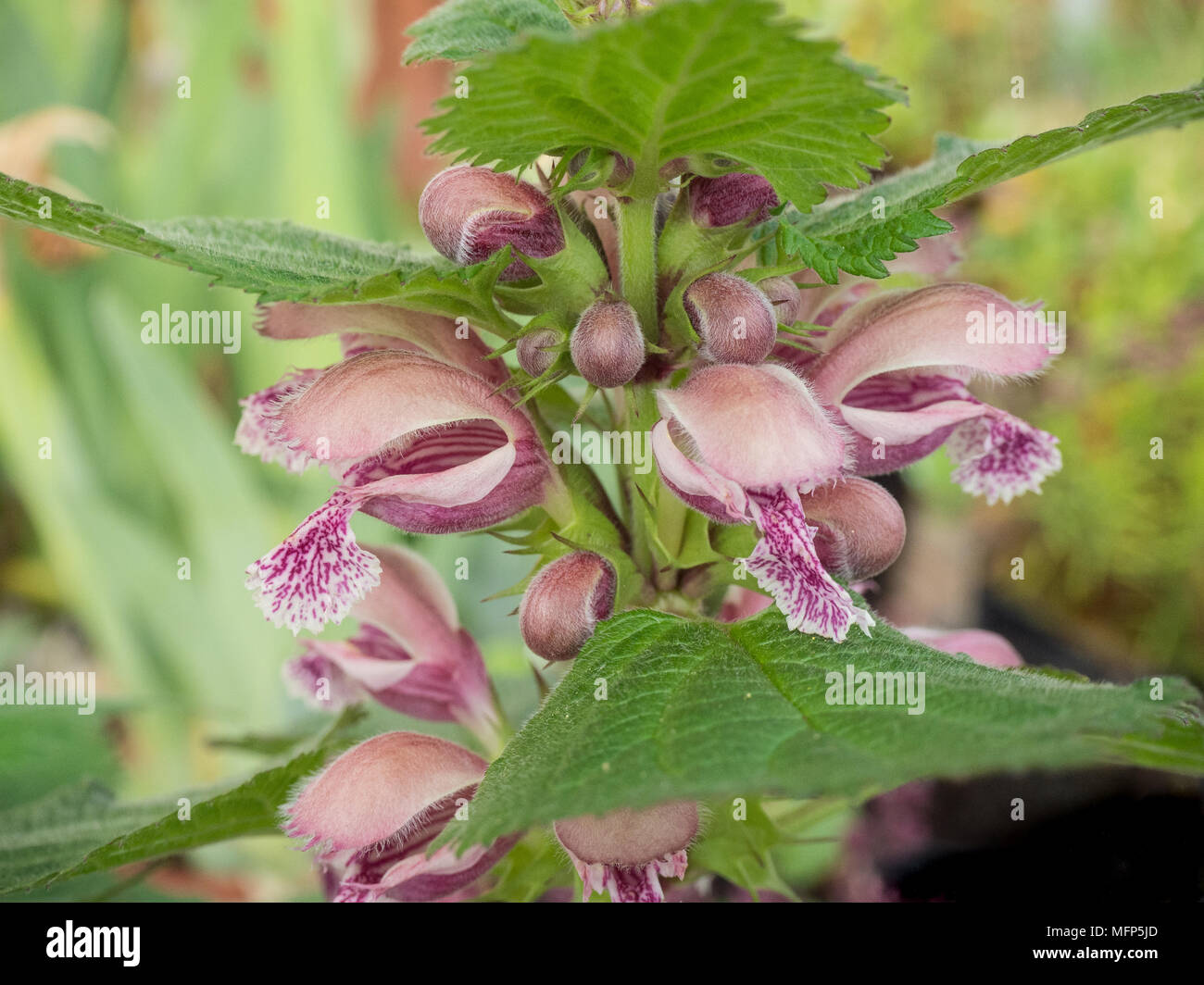 Close up of les fleurs roses de la Mélisse feuilles lamier Lamium orvale rouge Banque D'Images