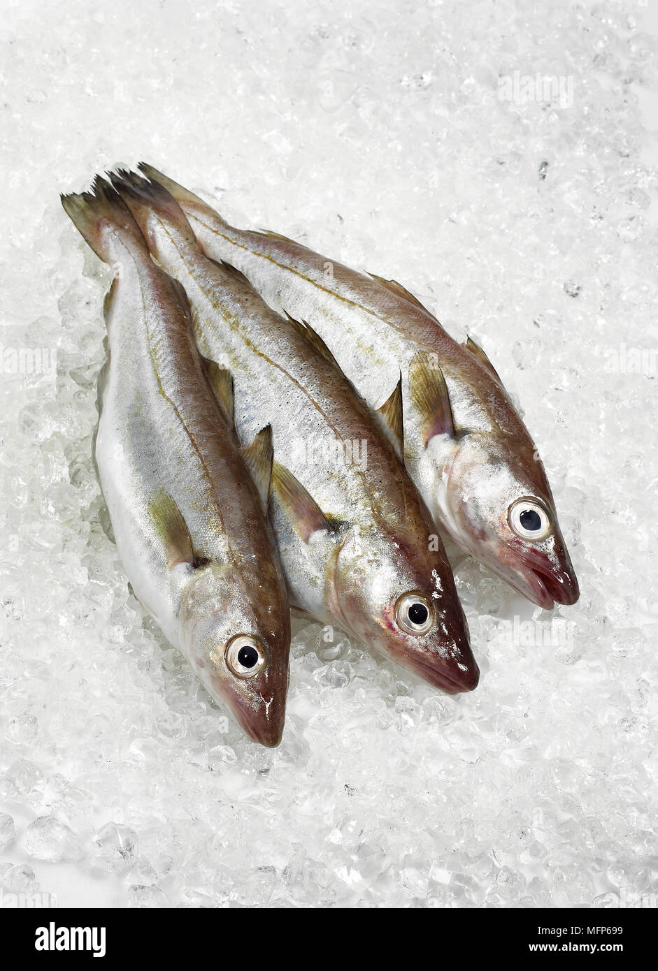 Merlan frais, Merlangius merlangus, poissons sur la glace Banque D'Images