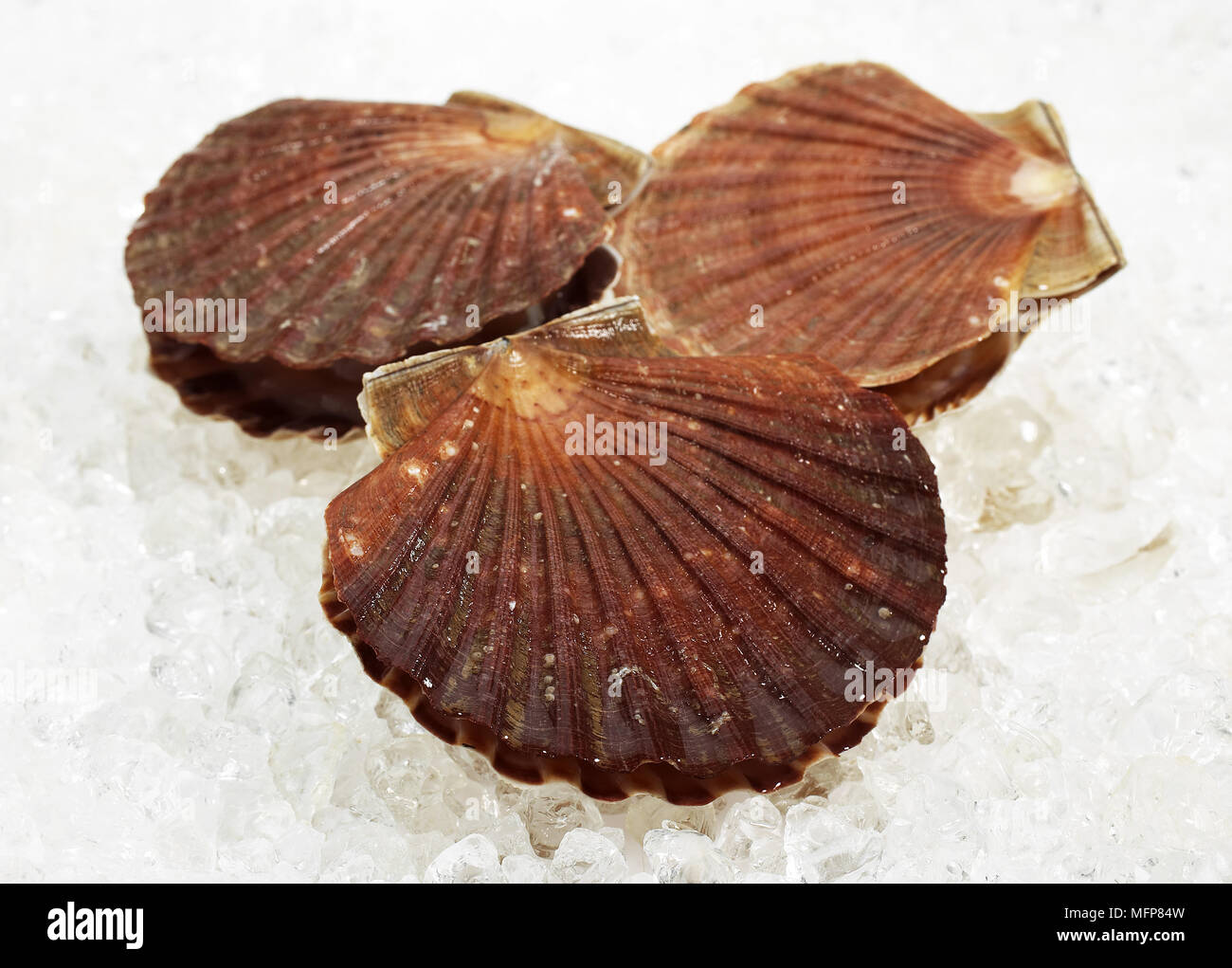 Pétoncles frais, Pecten maximus sur la glace Banque D'Images