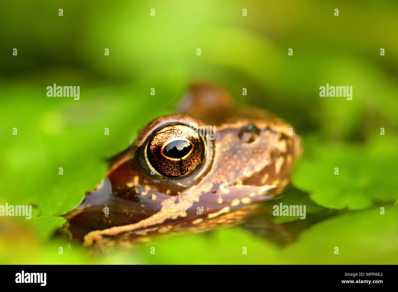 Rana temporaria Grenouille commune européenne Banque D'Images