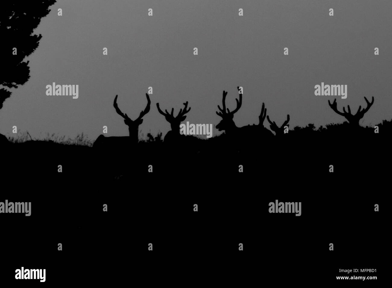 Silhouettes de red deer (Cervus elaphus) près de Loch Muick. Banque D'Images