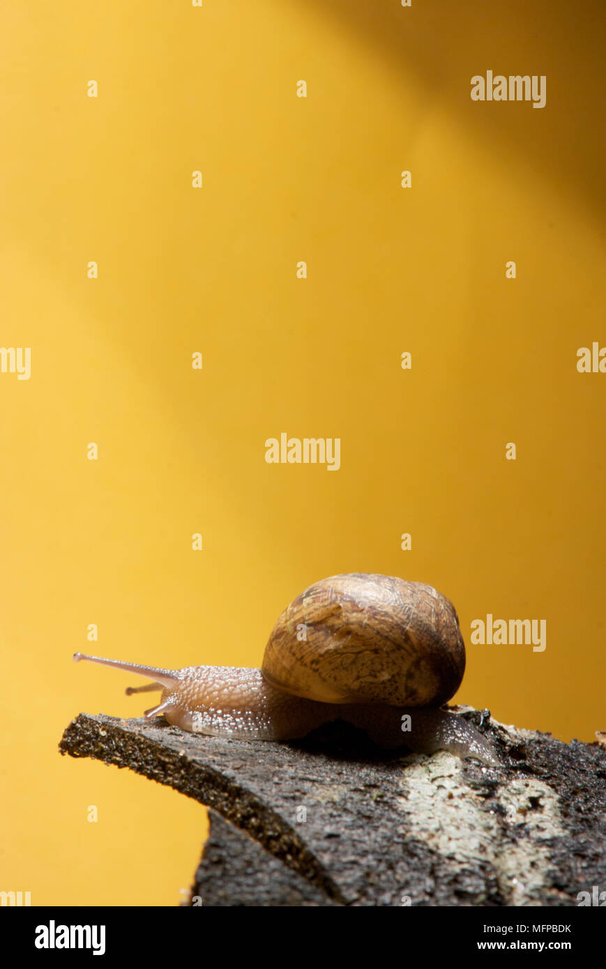 Escargots Helix aspersa (commune) avec coquille spiralée sur un morceau de l'écorce des arbres avec des tentacules visibles tout droit. Banque D'Images