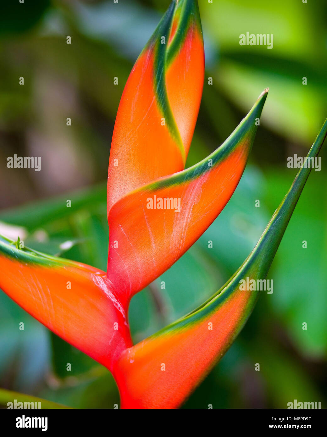 Fleurs Exotiques Trouves Dans Le Jardin Botanique Oahu Hawaii Photo Stock Alamy