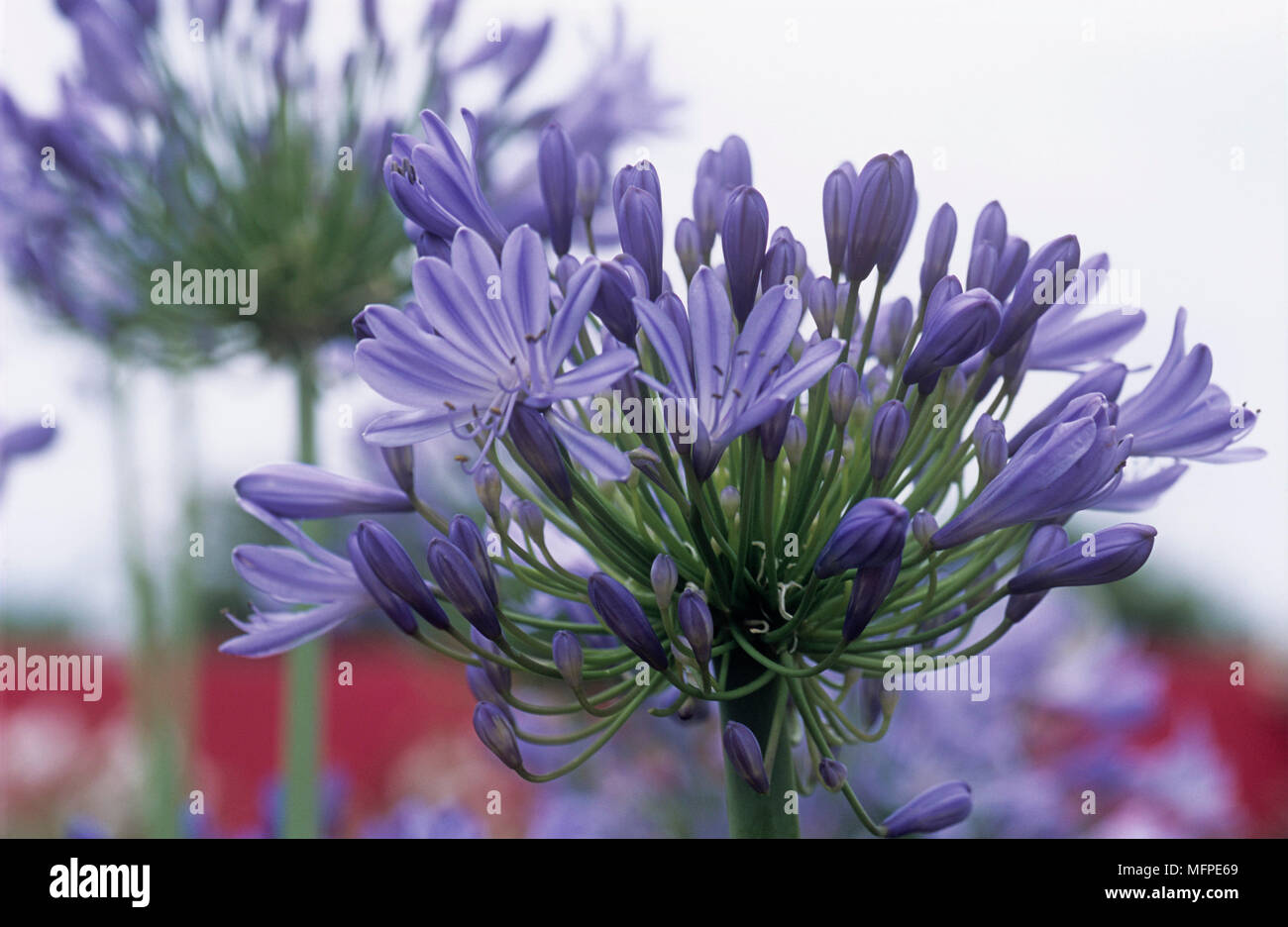 Close up d'agapanthus africanus, communément connu sous le nom de African Lily Banque D'Images