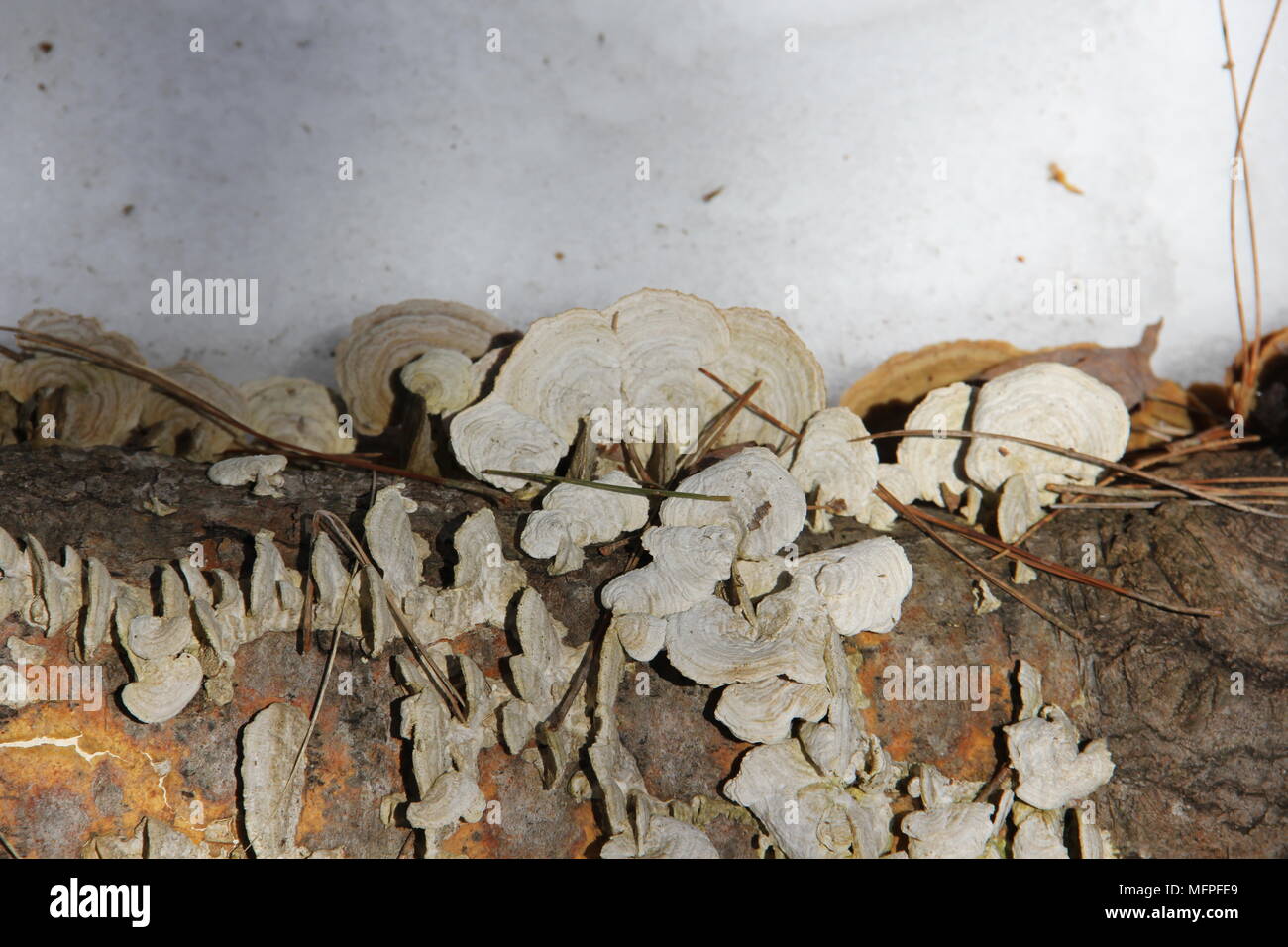 Champignon sur un journal Banque D'Images
