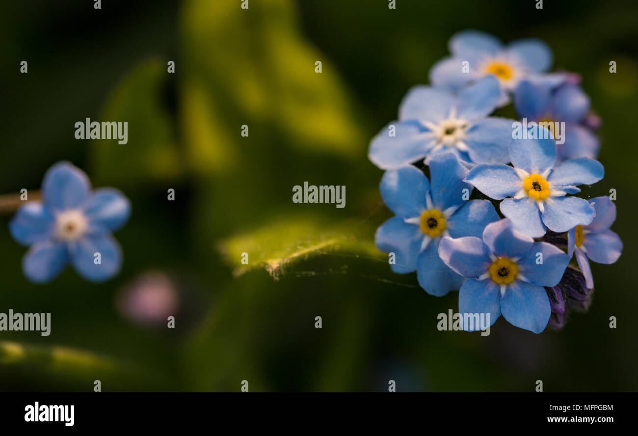 Sylviatica Myosotis, ne m'oublie pas, montrant l'image macro fleurs bleu délicat avec centre jaune, Shepperton, Angleterre, Royaume-Uni Banque D'Images