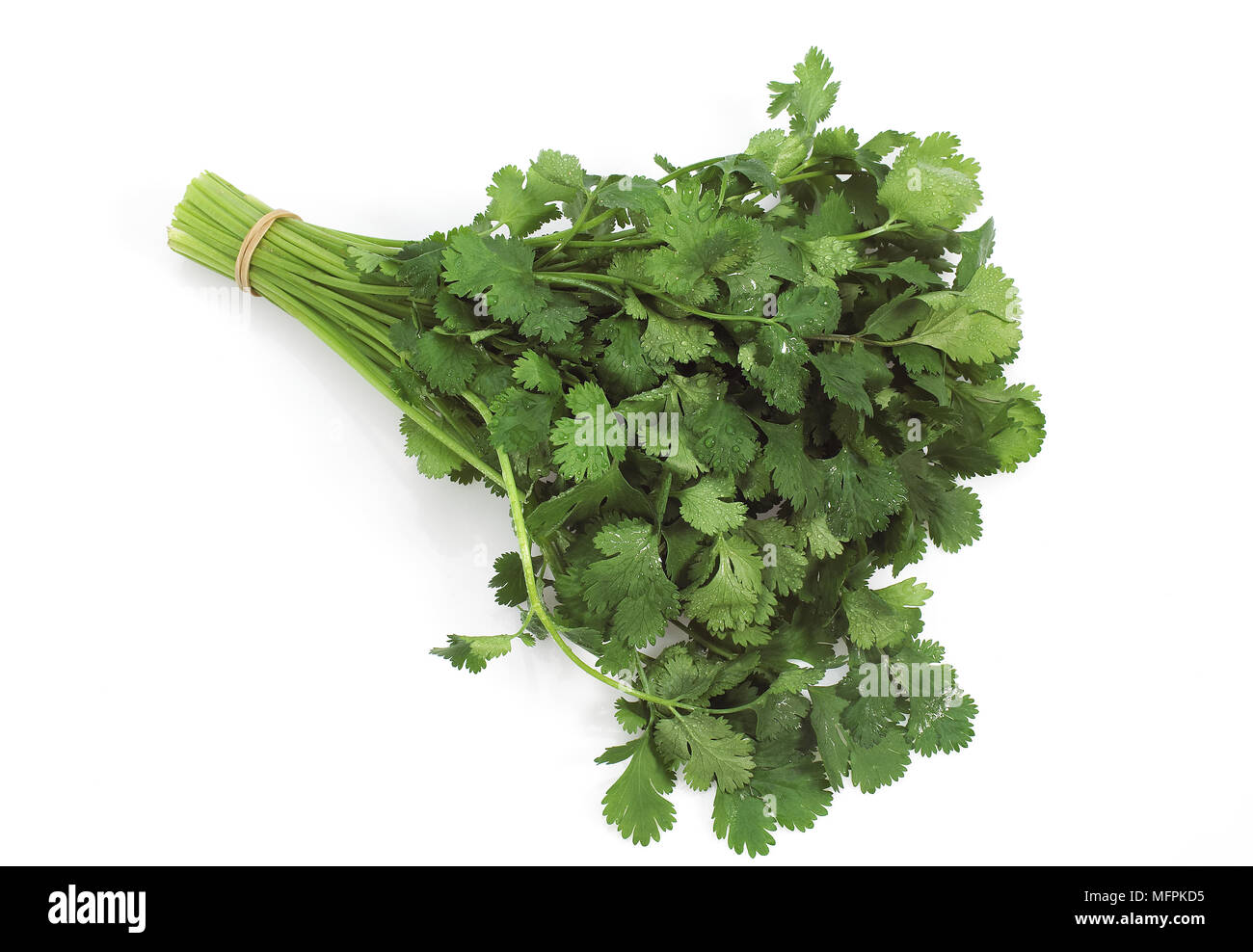 La coriandre, coriandrum sativum against White Background Banque D'Images