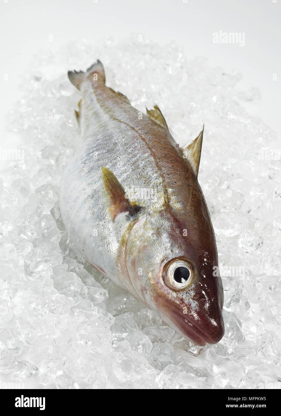 Whiting, Merlangius merlangus, du poisson frais sur la glace Banque D'Images