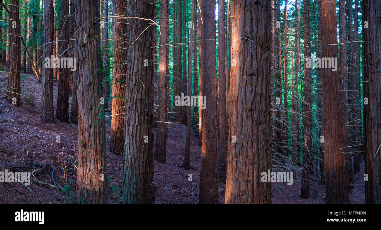 SEQUOIA - SEQUOYA (Sequoia sempervirens) est la seule espèce vivante du genre Sequoia à la famille des Cypress Cupressaceae (anciennement traités dans Taxod Banque D'Images