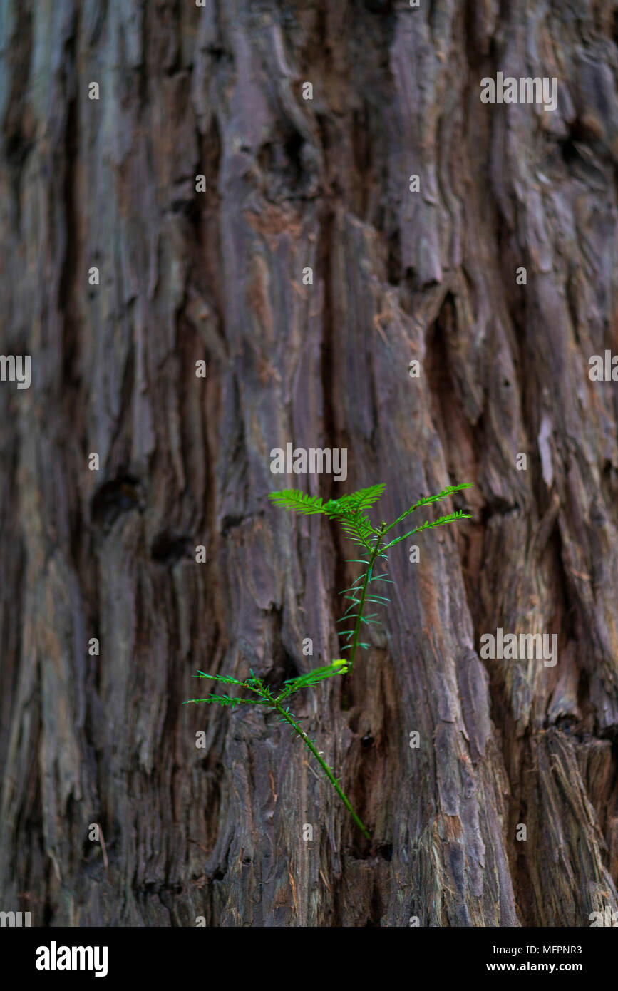 SEQUOIA - SEQUOYA (Sequoia sempervirens) est la seule espèce vivante du genre Sequoia à la famille des Cypress Cupressaceae (anciennement traités dans Taxod Banque D'Images