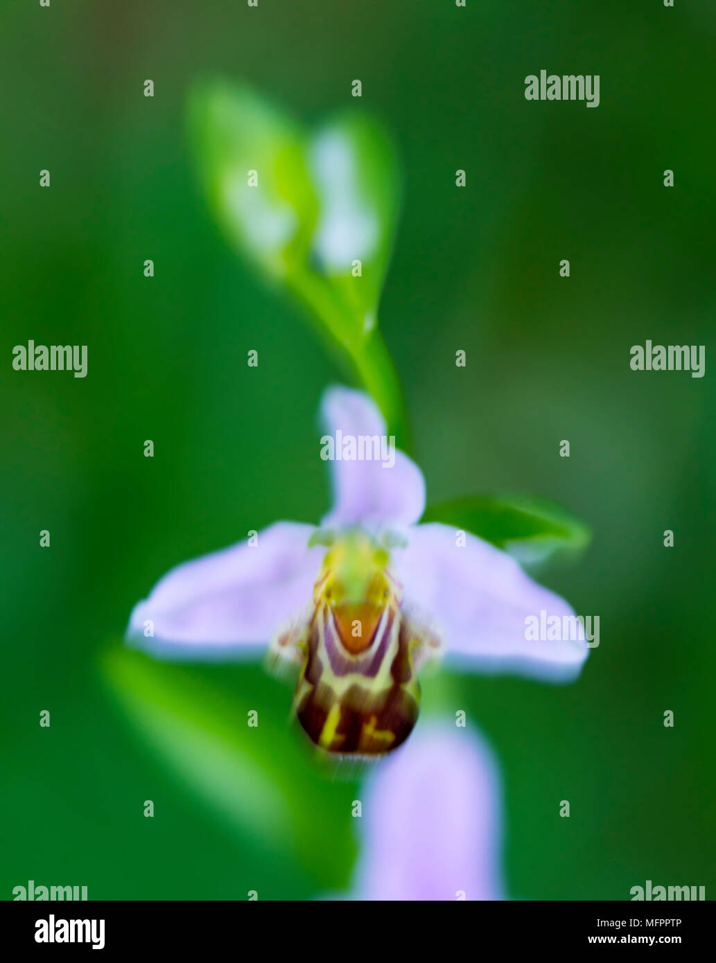 Ophrys apifera, connue en Europe comme l'orchidée abeille, est une plante herbacée vivace appartenant à la famille des Orchidacées, Liendo Vallée, Cantabria, Spai Banque D'Images