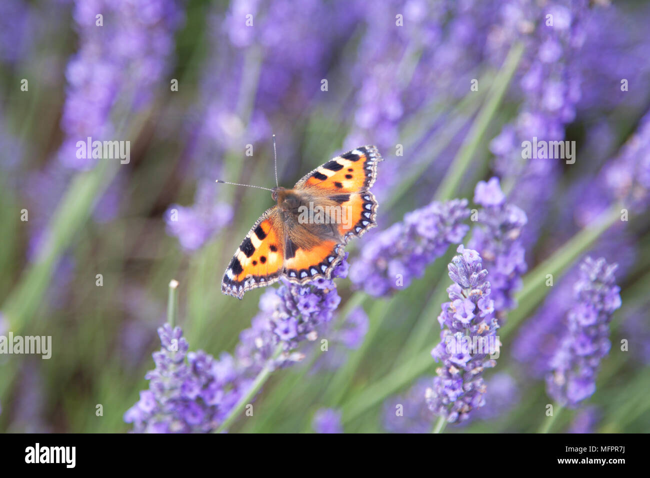 Un petit papillon écaille (Aglais) urticate, une commune dans la campagne anglaise en été, est perché sur une fleur de lavande. Banque D'Images