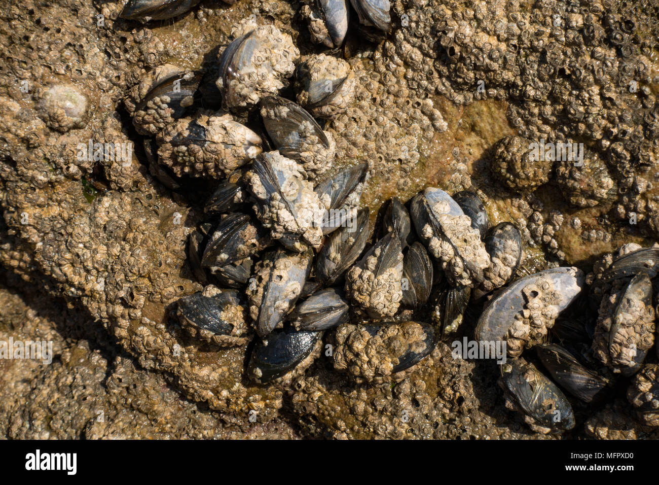 Les moules Mytilus edulis communs attachés aux roches. Conwy. Le Pays de Galles. Banque D'Images