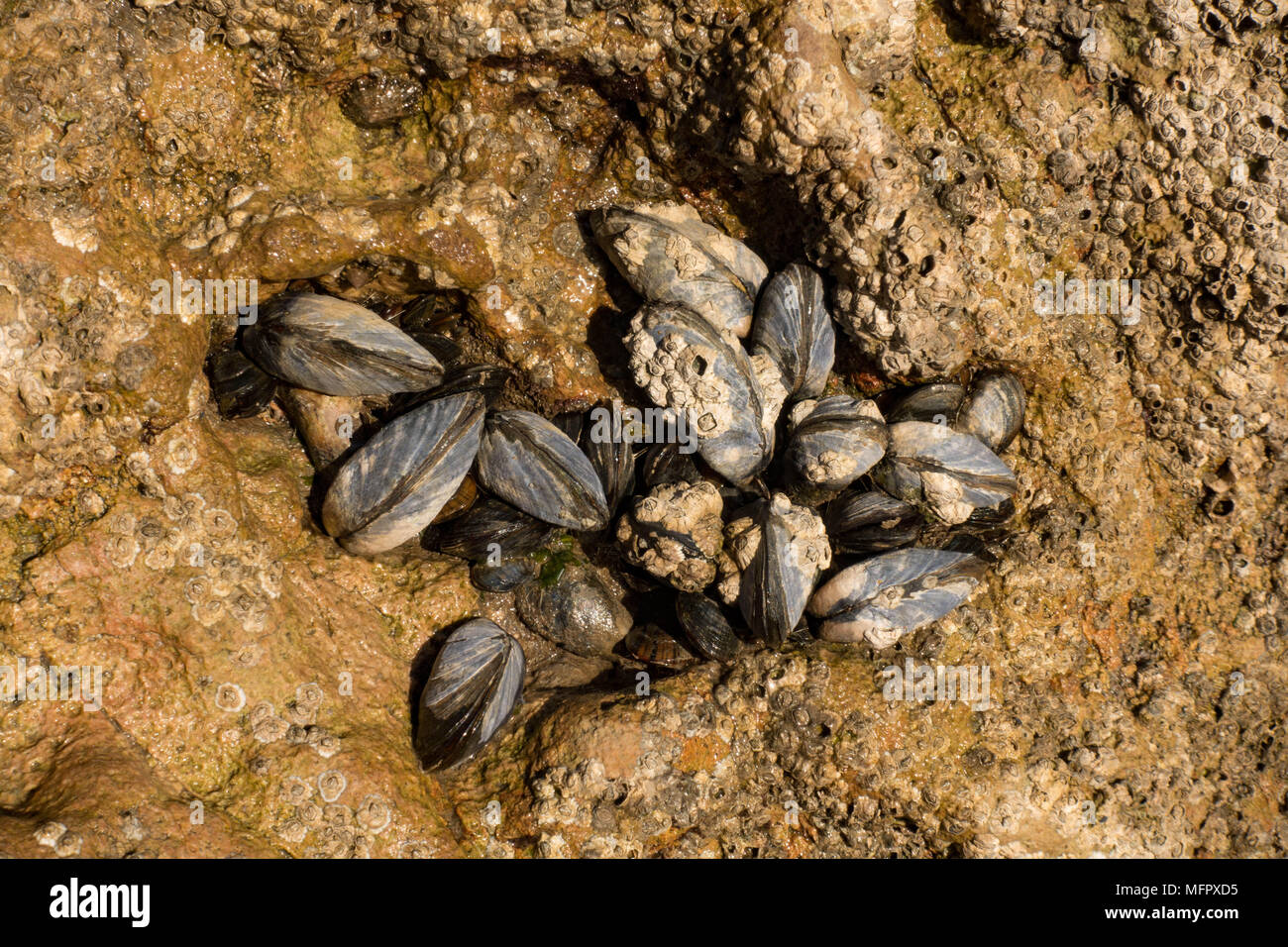 Les moules Mytilus edulis communs attachés aux roches. Conwy. Le Pays de Galles. Banque D'Images