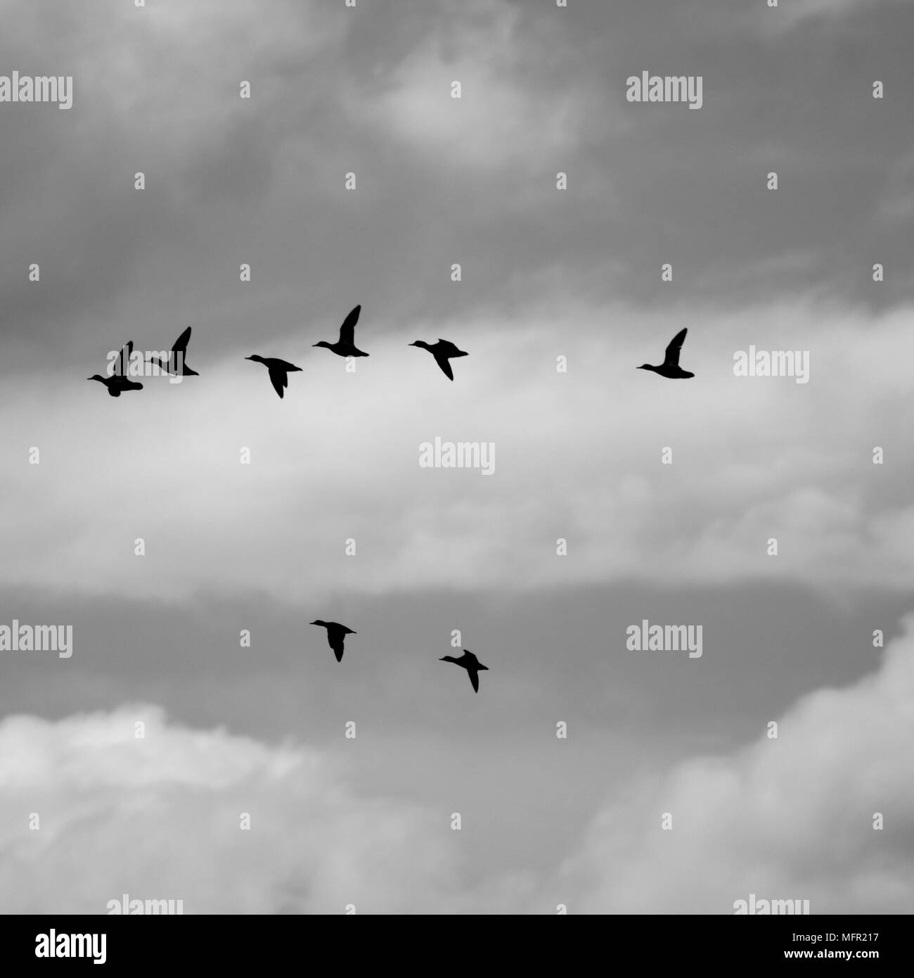 Troupeau d'oiseaux volant sur le loch de Strathbeg Banque D'Images