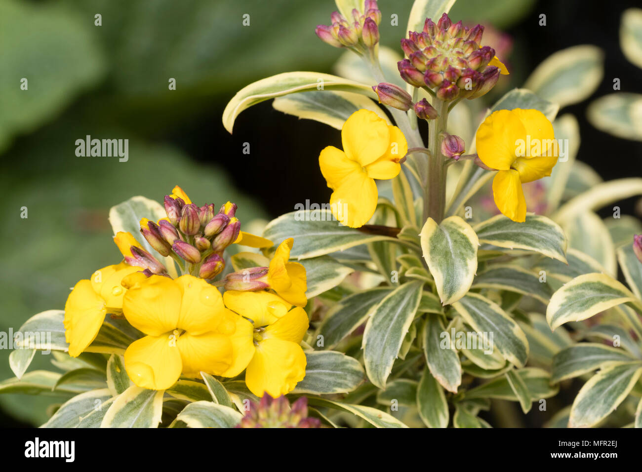 Fleurs jaunes parfumées tenue le monte au-dessus de diverses feuilles de l'Erysimum giroflée, vivace 'Sunburst' Banque D'Images